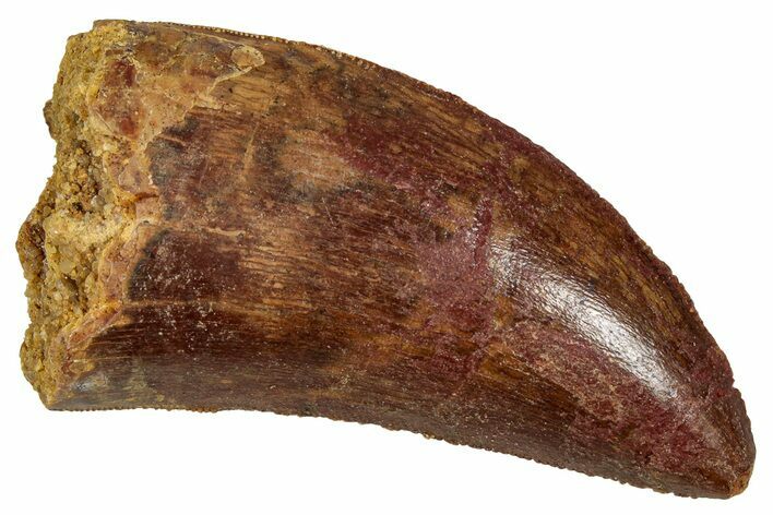 Serrated, Carcharodontosaurus Tooth - Real Dinosaur Tooth #341285